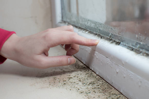 Best Attic Mold Removal  in Fortville, IN